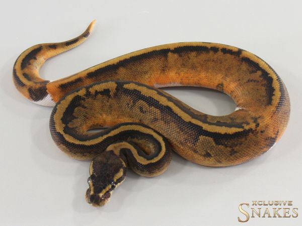 0.1 Copper GHI Piebald 2026
