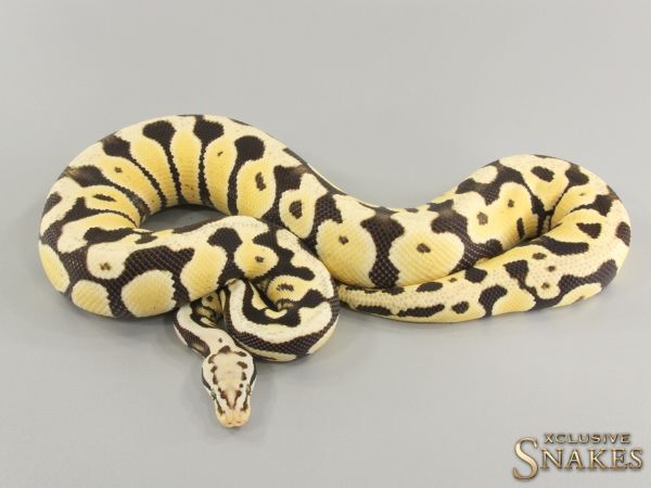 1.0 Pastel Spotnose Desert Ghost het Clown or het Cryptic 2021 (750g @12.2022)