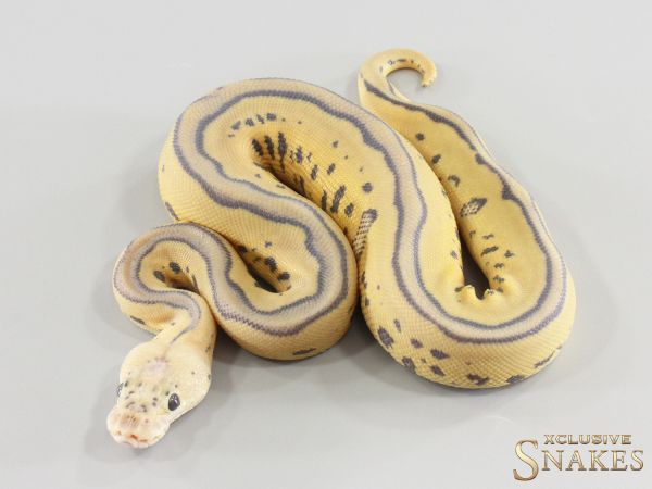0.1 Pastel Leopard Hypo Desert Ghost Clown 2026