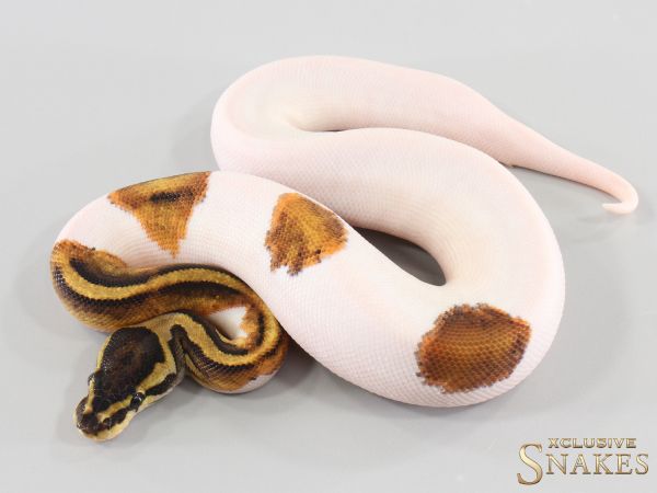 1.0 Piebald het Clown 2026