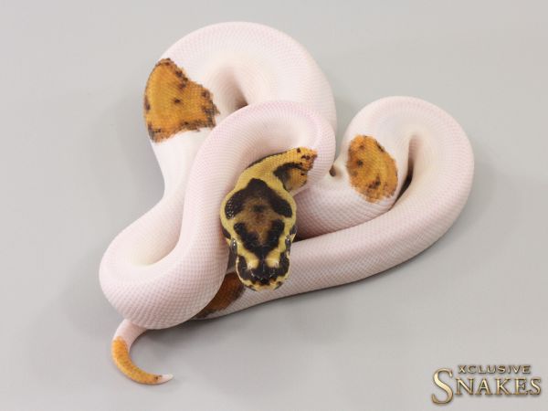 1.0 Confusion Enchi Fire Piebald 2023