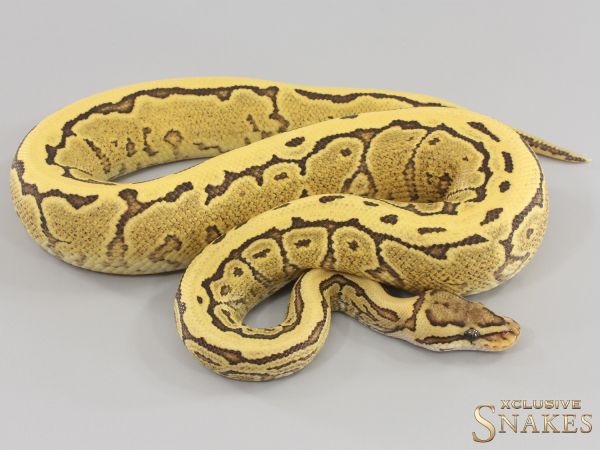 1.0 Pinstripe Red Stripe Desert Ghost het Piebald 2023