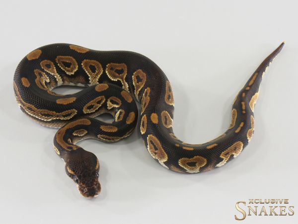 1.0 Black Head Copper double het Lavender Clown 2026
