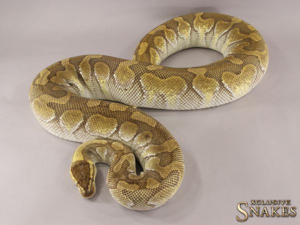 0.1 Butter Enchi het Clown 2013 (4500g, Follicle 20mm @01/2023)