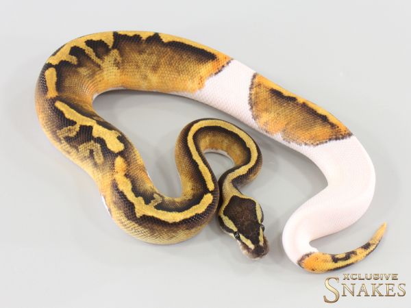 1.0 GHI Piebald double het Lavender Clown 2026