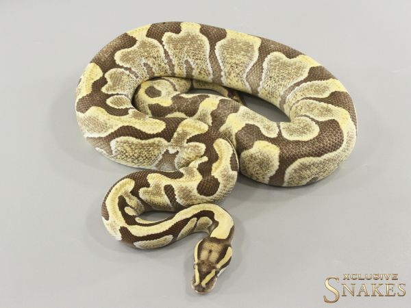 1.0 Enchi Desert Ghost het Hypo 2023