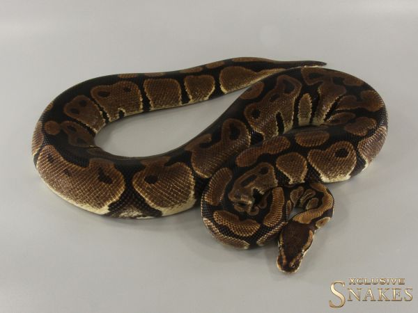 0.1 Classic double het Candy Clown 2015