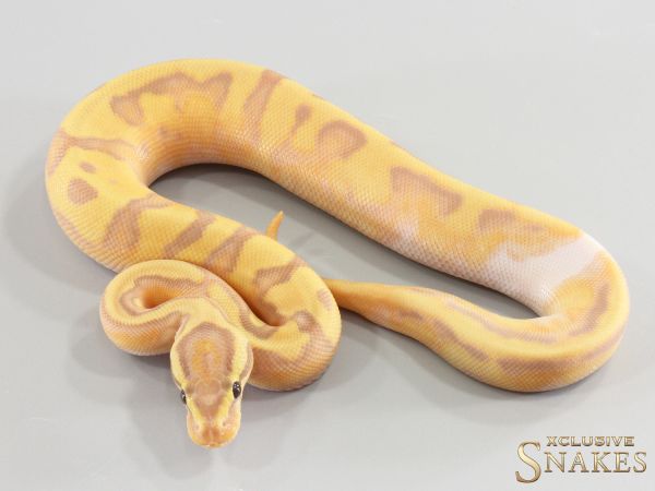 0.1 Banana Enchi pos Red Stripe Piebald 2026