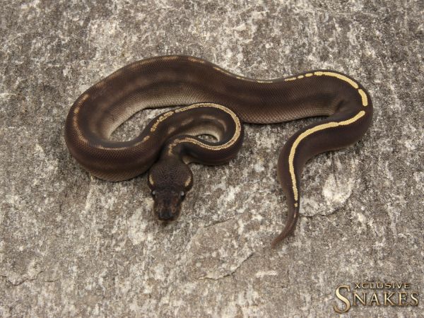 0.1 Black Head GHI Mojave 2019