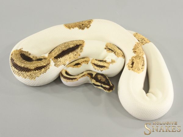 1.0 Super Orange Dream Yellow Belly Piebald het Clown 2020