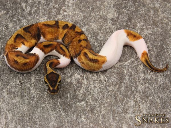 1.0 Enchi Piebald 2019