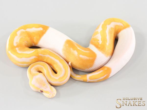 1.0 GHI Lavender Piebald het Clown 2026