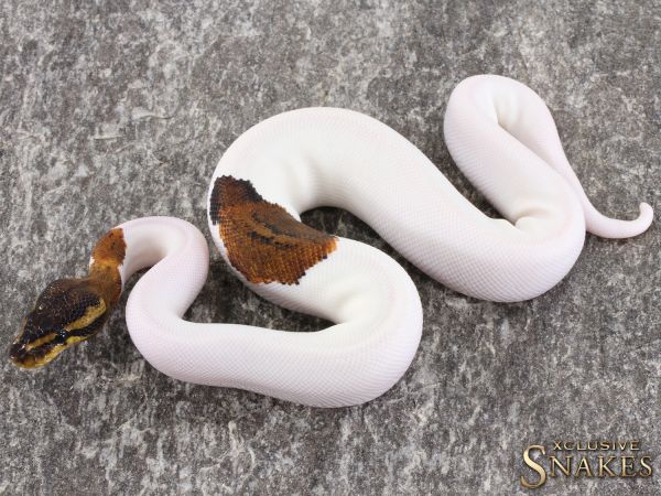 1.0 Copper Yellow Belly Piebald 2021