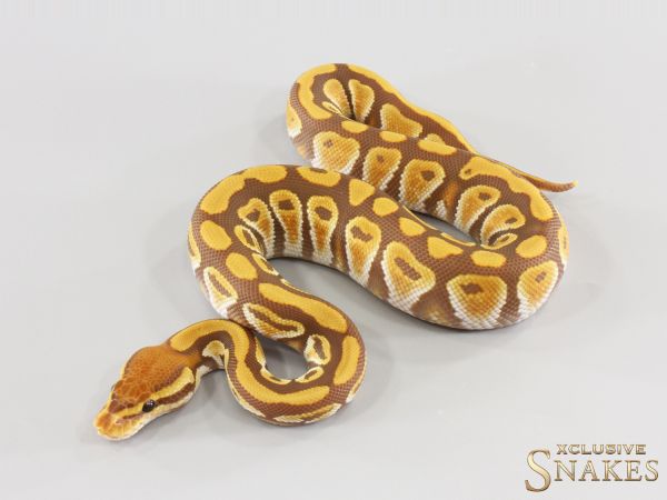 1.0 Cypress Ultramel het Clown 2026