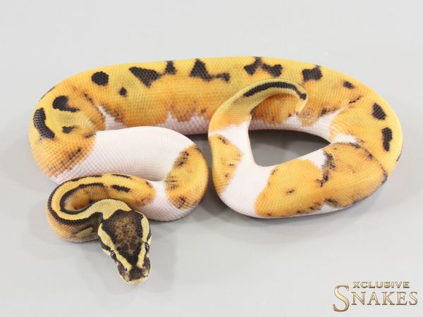 1.0 Desert Ghost Piebald 2026