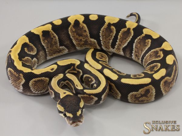 0.1 Copper GHI Desert Ghost het Piebald 2023