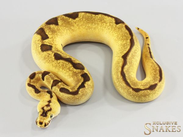 1.0 Super Enchi Pastel Clown double het Desert Ghost Piebald 2026