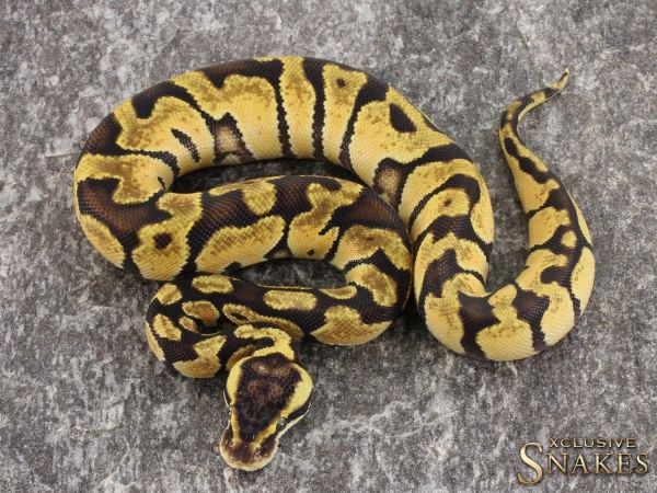 0.1 Pastel Enchi het Desert Ghost 2021