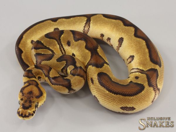 0.1 Enchi Orange Dream Clown het Piebald 2023