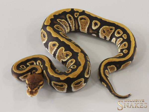 0.1 Cypress double het Ultramel Clown 2025