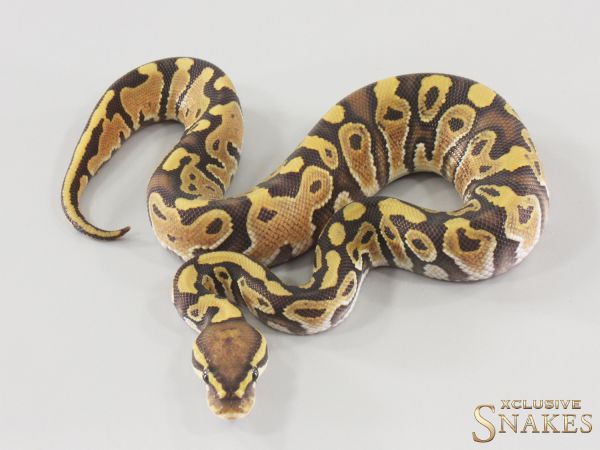 1.0 Hypo double het Clown Piebald 2025
