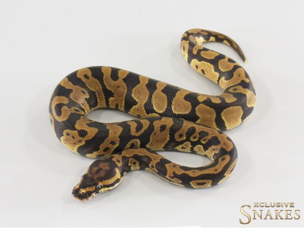 0.1 Confusion triple het Lavender Clown Piebald 2026