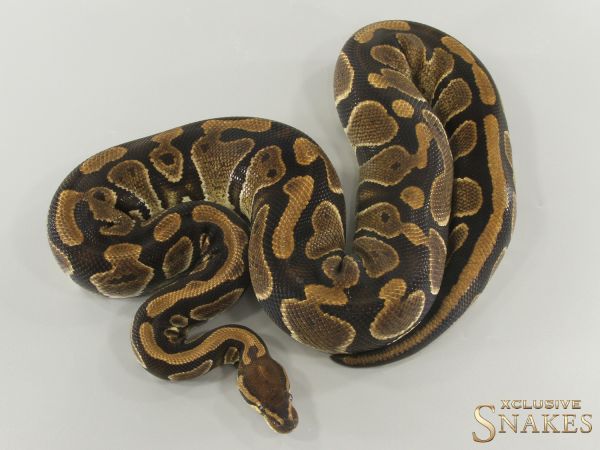 0.1 Triple het Ultramel Clown Piebald 2020