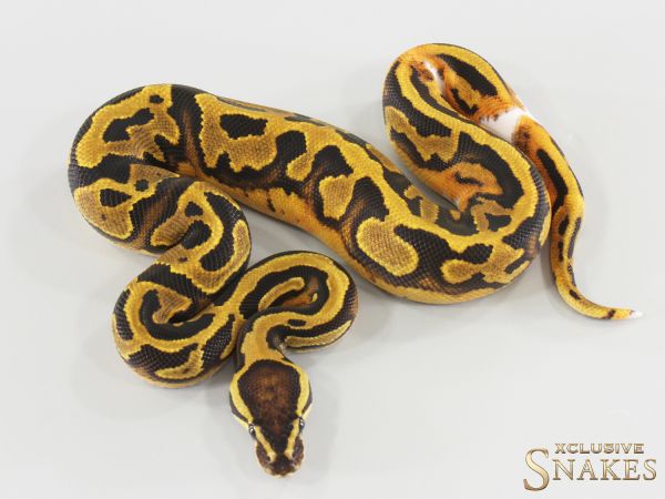 0.1 Piebald het Lavender 2026