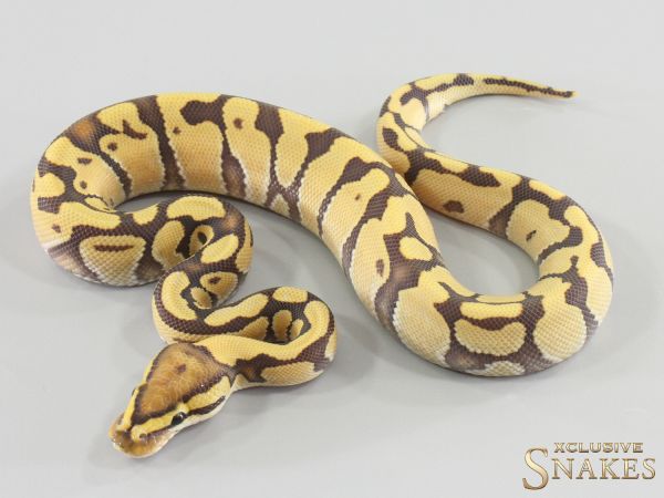 1.0 Enchi Hypo Desert Ghost het Clown 2026