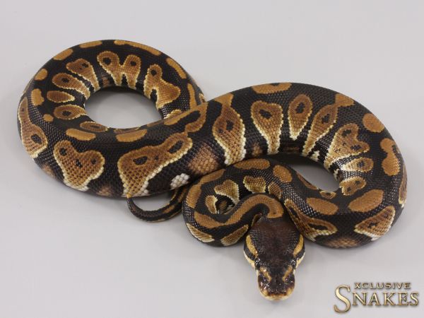 1.0 Black Head double het Hypo Clown 50% het Desert Ghost 2023