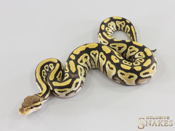 1.0 Bongo Desert Ghost het Clown 2026