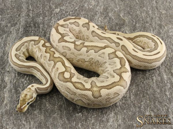 1.0 Bamboo Leopard het Clown pos het Piebald 2019 (1090g@02/21)