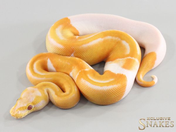 0.1 Copper Dreamsicle het Clown 2026