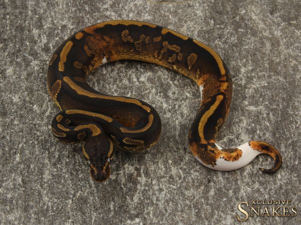 0.1 Copper Yellow Belly het Piebald 2019