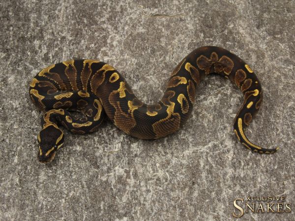 1.0 GHI Yellow Belly 50% het Piebald 2019