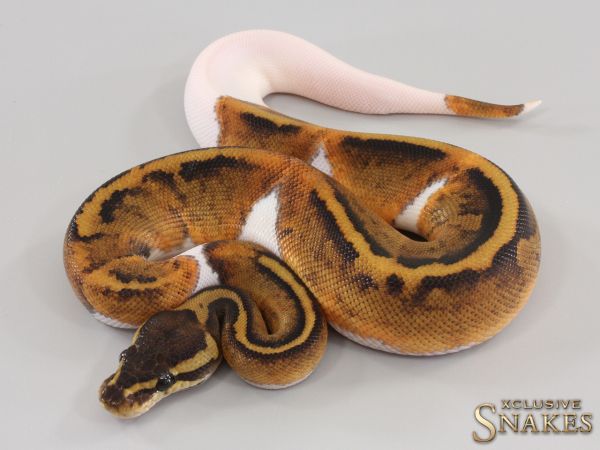 0.1 Copper Piebald het Hypo 2023