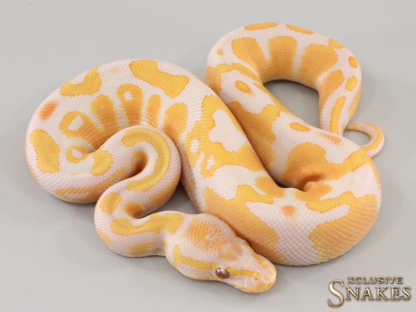 1.0 Enchi Lavender het Piebald 2023