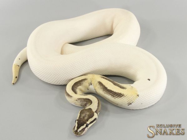 1.0 Desert Ghost Piebald 2016