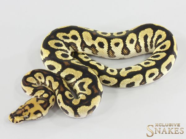 1.0 Spotnose Clown double het Hypo Piebald 2026