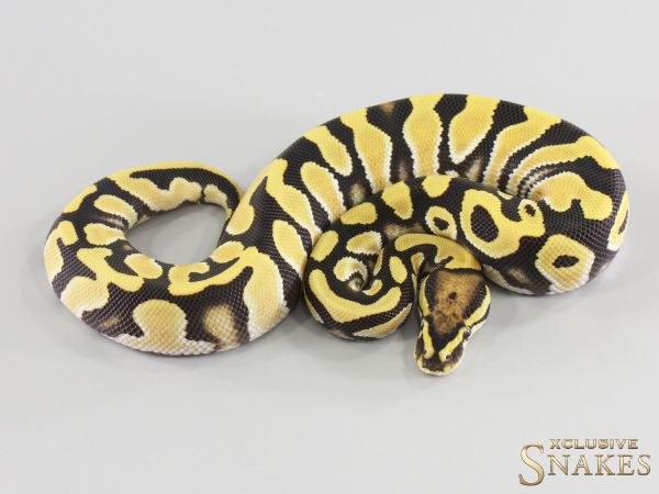 1.0 Orange Dream Desert Ghost triple het Hypo Clown Piebald 2026