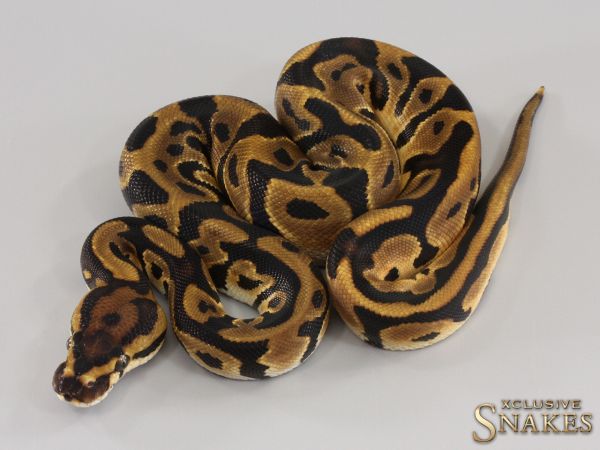 0.1 Orange Dream Leopard het Clown 2023