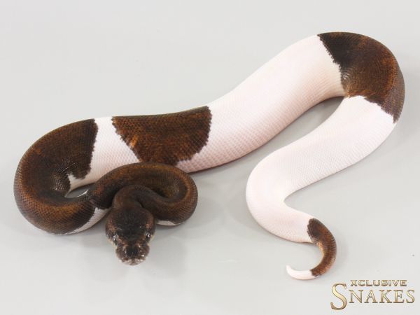 1.0 Super Copper Piebald 2025