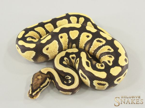 1.0 Gravel Desert Ghost double het Hypo Clown 2025