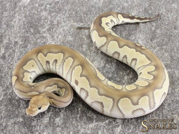 0.1 Chocolate Mojave Clown 2021