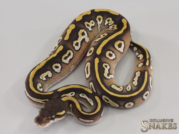 0.1 Black Head Mojave double het Hypo Clown 50% het Desert Ghost 2023