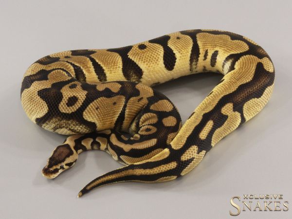 0.1 Pastel Orange Dream double het Desert Ghost Piebald 2022 (870g @03/2024)