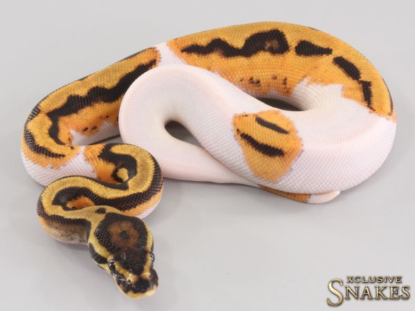 0.1 Orange Dream Piebald het Clown 2023