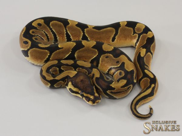 0.1 Triple het Candy Clown Piebald 2023