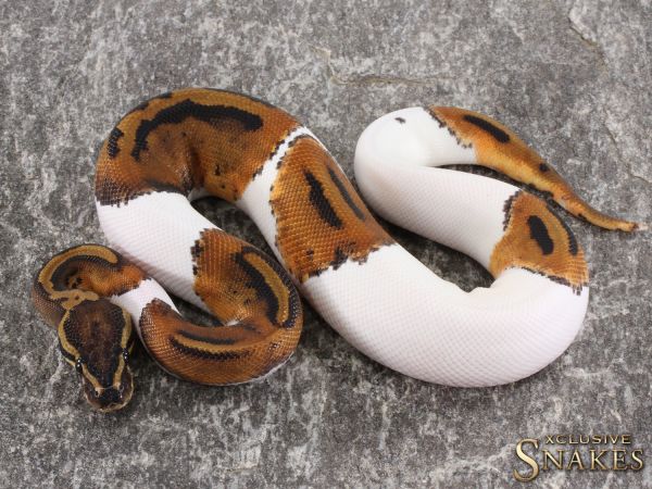 1.0 Red Stripe Piebald 50% het Lavender 2021