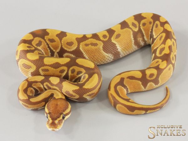 1.0 Ultramel het Clown 2025